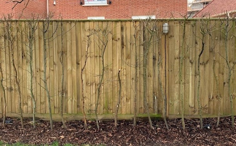 Wood Fences in Loughton